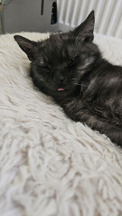 Daj nam wspólny dom- Sasha i Merlin