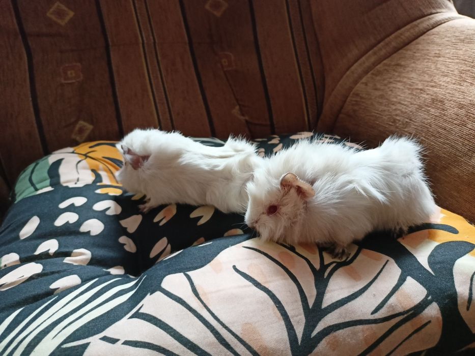 Świnki morskie rozetki rzadkie białe