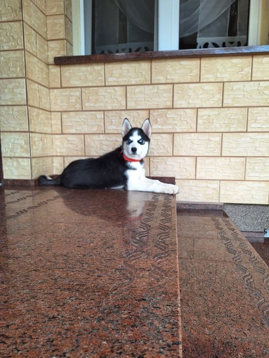 Husky Syberyjski