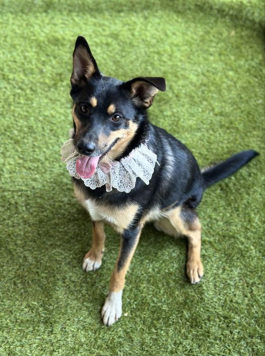 Собачка дівчинка стерилізована