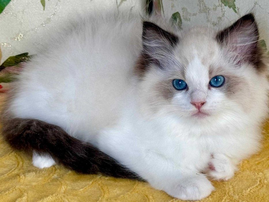 Codowny kocurek do rezerwacji -