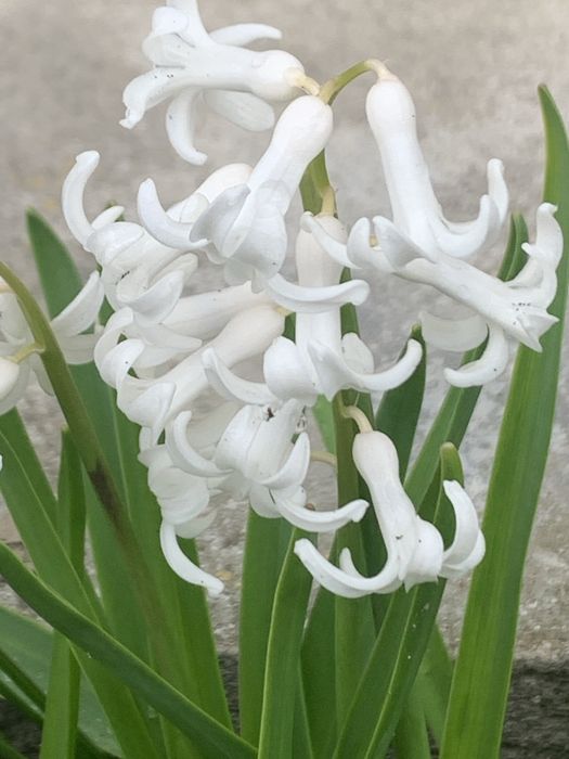 Пропоную гіацинт білий звичайний