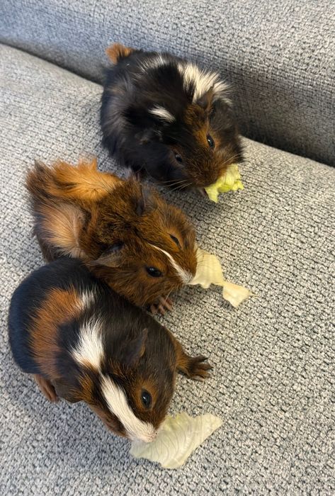 морські свинки(2 дівчинки і хлопчик)