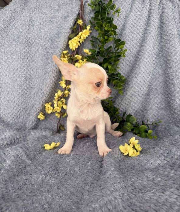 Excelente menino mini Chihuahua/Chiuaua Cabeça de Maça,Qualidad