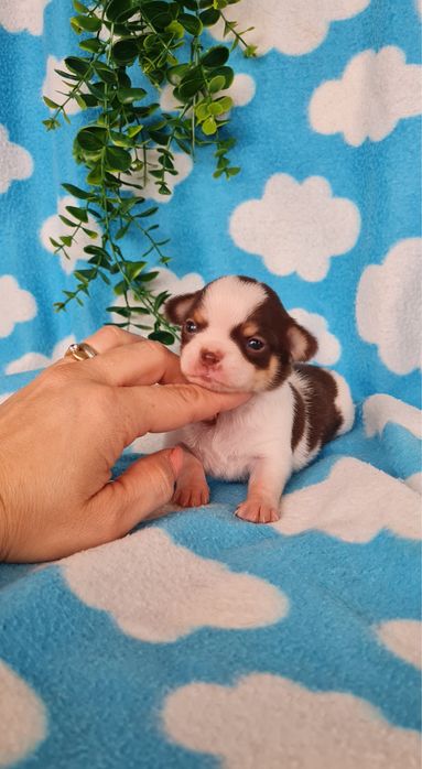 Estupenda mini menina Chihuahua/Chiuaua de Qualidade, Linhagem Russa