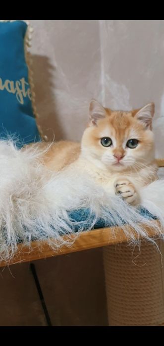 золотой британский шиншилла