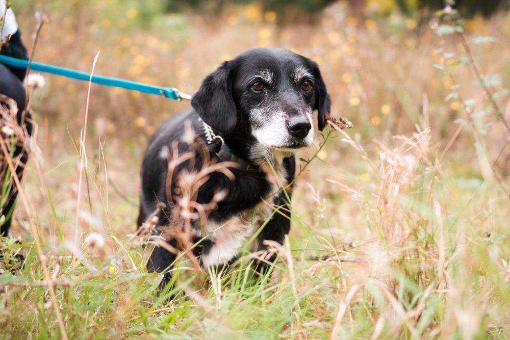 12 letni Rożek do adopcji!