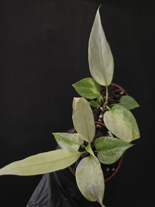 Рідкісні варієгатні колекційні рослини