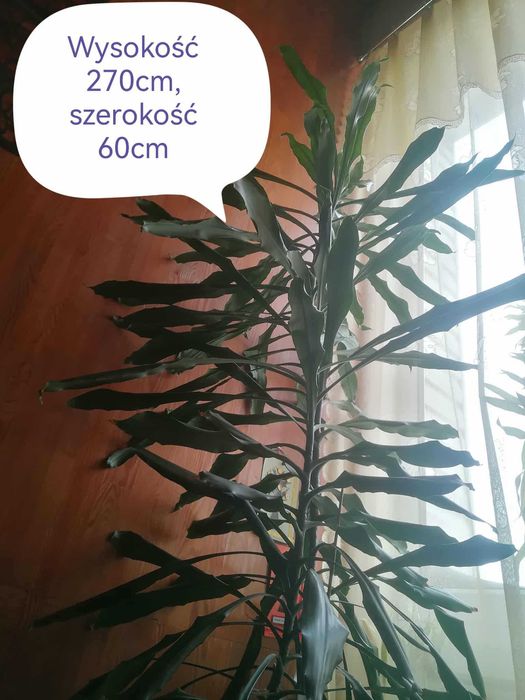 Sprzedam Dracenę Dużą