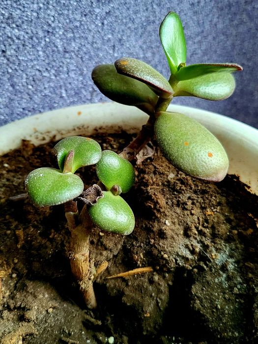 маленькое денежное дерево