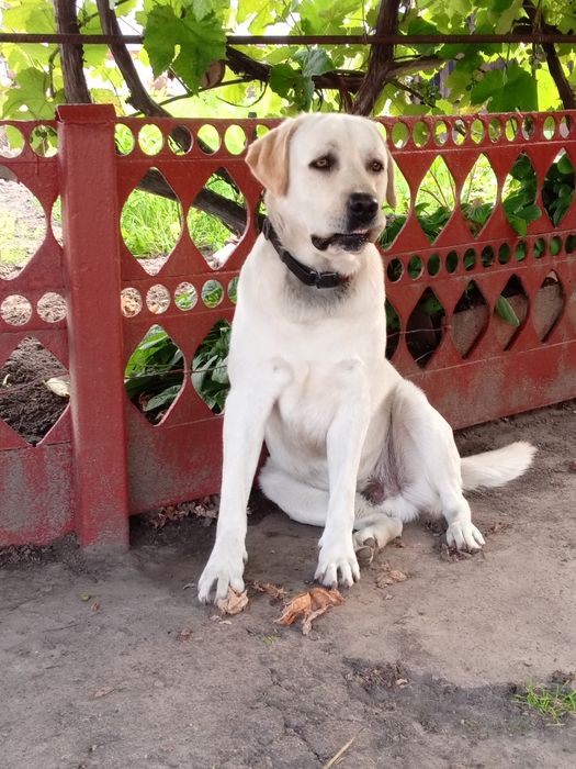 Лабрадор для в'язки