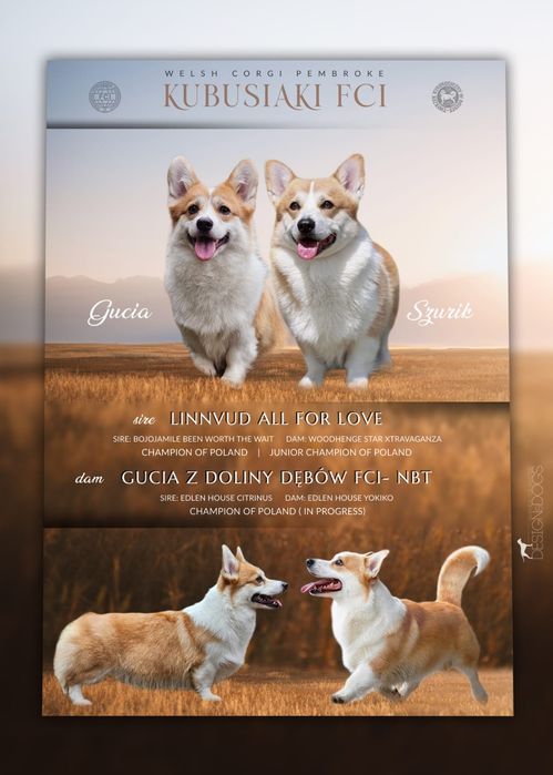 Welsh Corgi Pembroke FCI