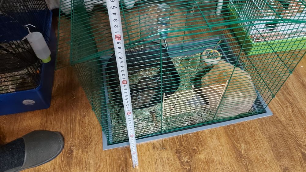 Продам клітку для пацюка щура гризунів дегу