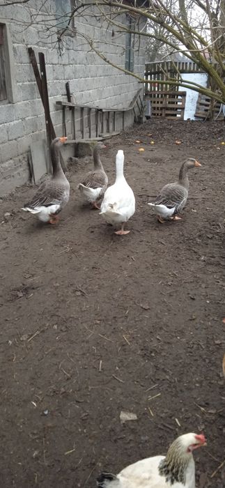 Sprzedam gęś landes