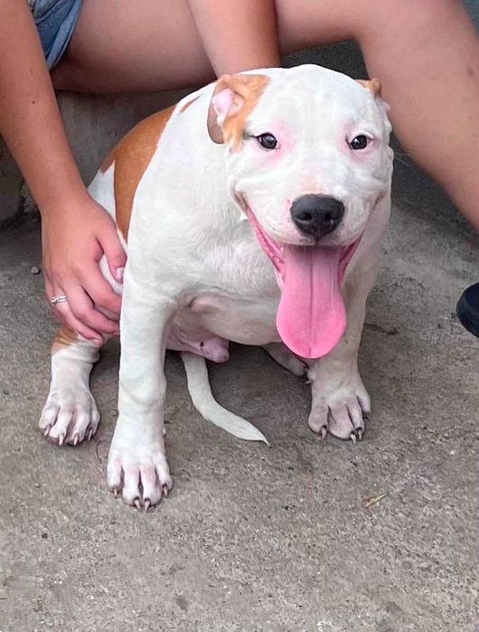 Amstaff samiec mocny 4 miesięczny