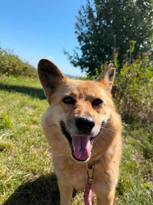 Piękna i grzeczna sunia do adopcji!
