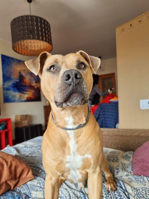 Macho  6 anos para adopcao