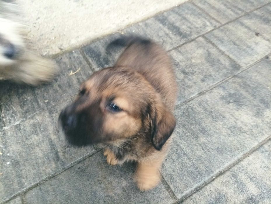 Oddam pieski siedmiotygodniowe