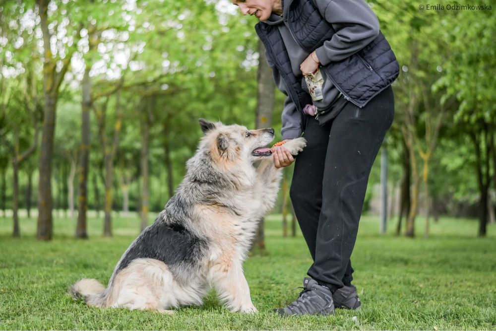 Ramona-starsza cudowna towarzyska suczka do pilnej adopcji