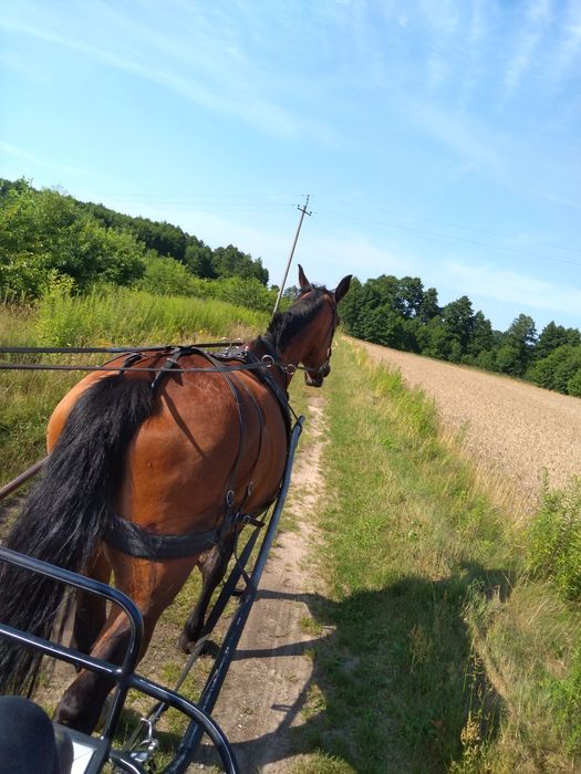 Klacz Śląska 17 at