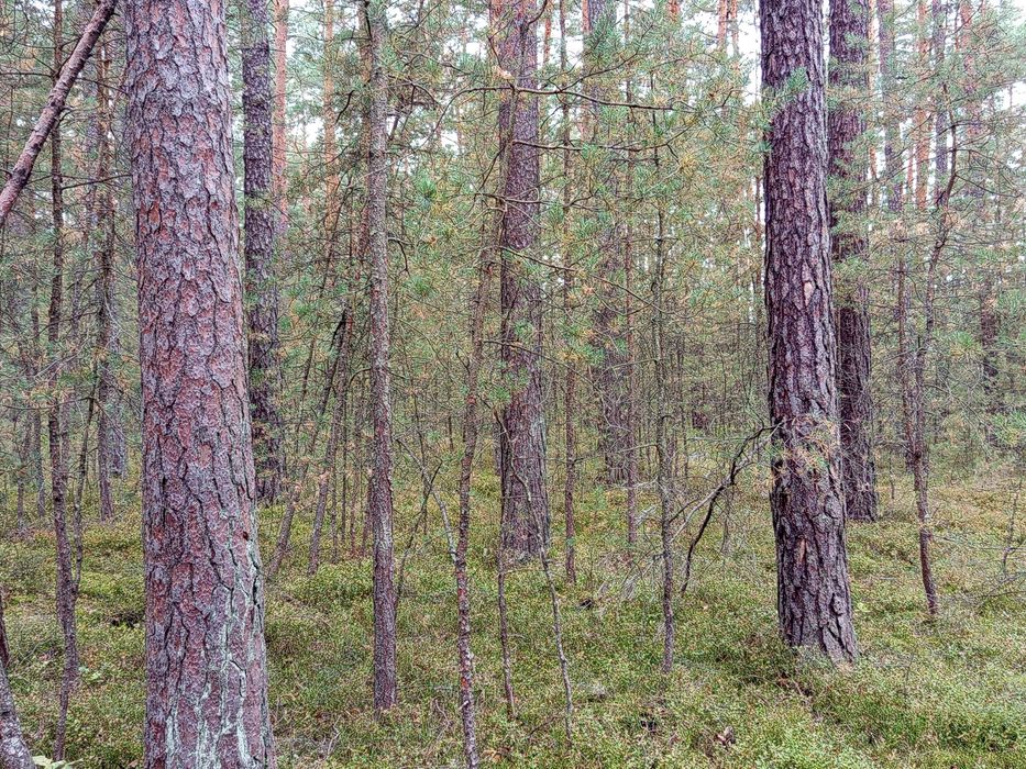 Sprzedam działkę leśną o powierzchni 1,34 ha. - Widok 2
