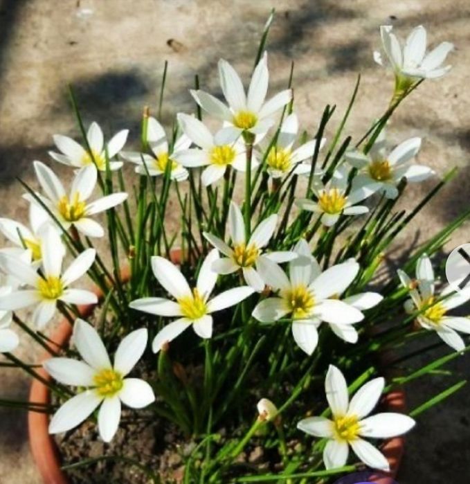 Зефирантес белый. { комнатное луковичное растение)