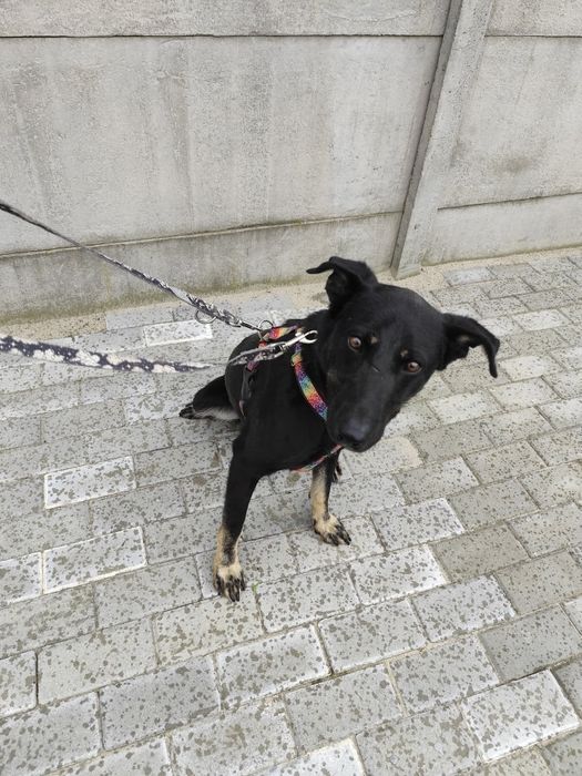 Boss cudowny 2 letni piesek prosi o dom