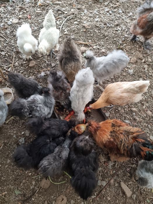 Ovos férteis galinhas Sedosas do Japão