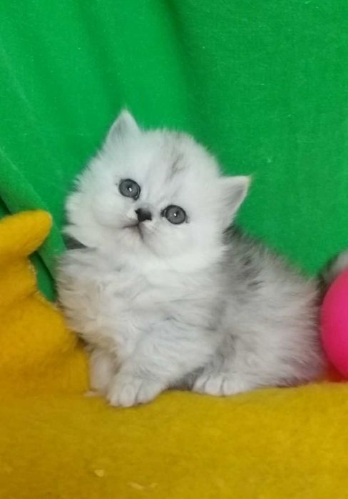 Серебристая шиншилла белая серые котята