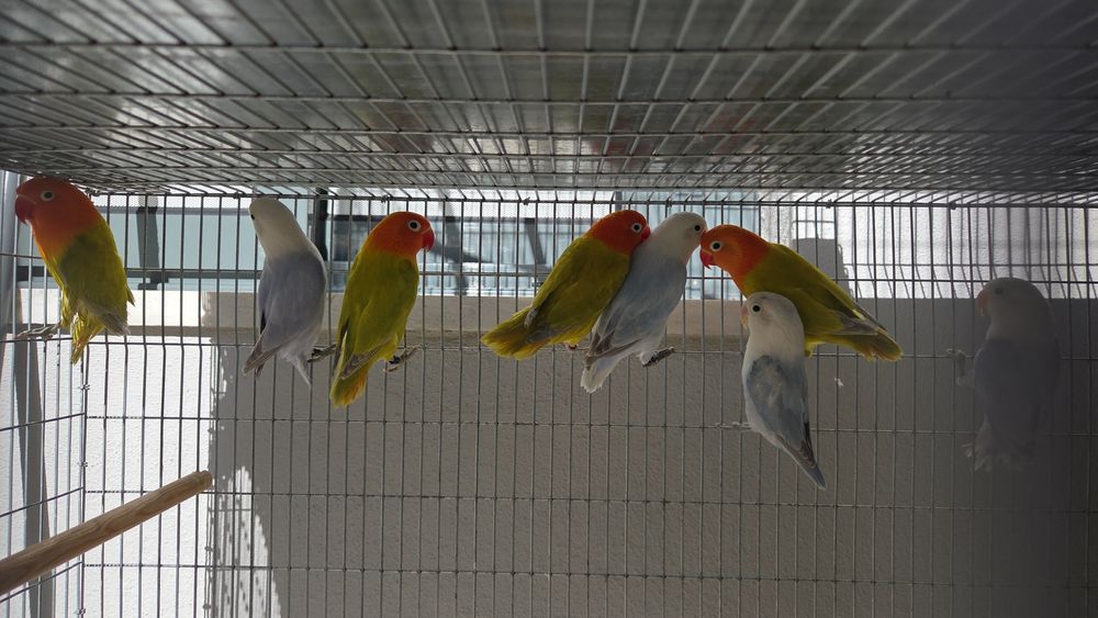 Agapornis Fischeris e Personatus