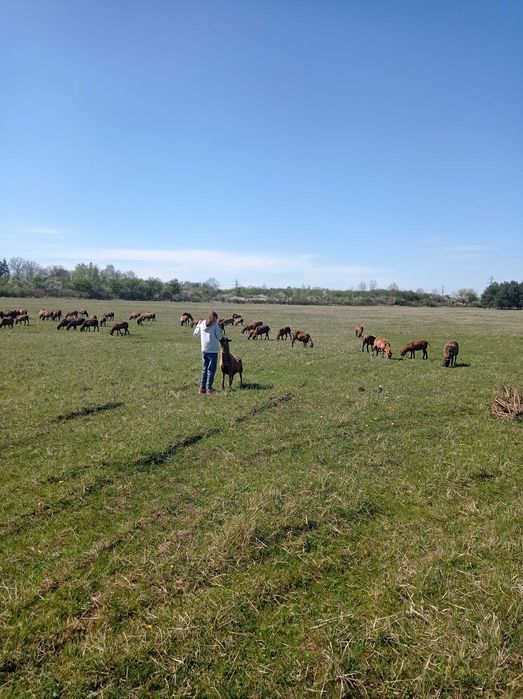 Działka budowlana 11 ar Opole Chmielowice