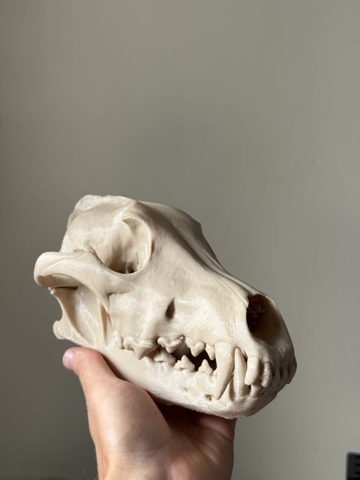 Czaszka 3d wilka skala 1:1 czaszka i żuchwa ruchome lis pies