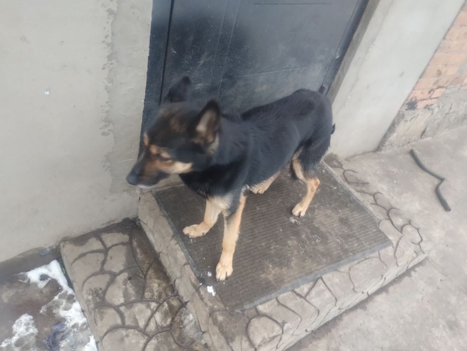 Овчарка  средняя