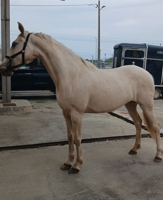 vendo egua 8 anos palomina