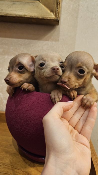 Красивые веселые послушные