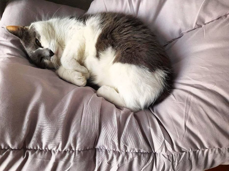 Добра Кішечка Санні мріє про родину!