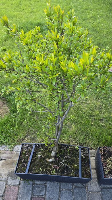 Granat - dwa drzewka