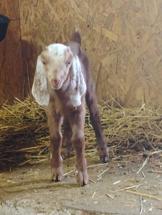 Piękna kózka anglonubijska