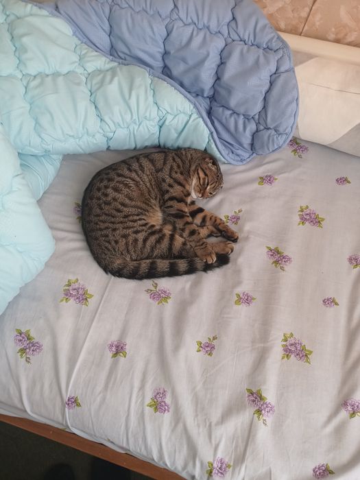 Шикарный Кот приглашает на вязку