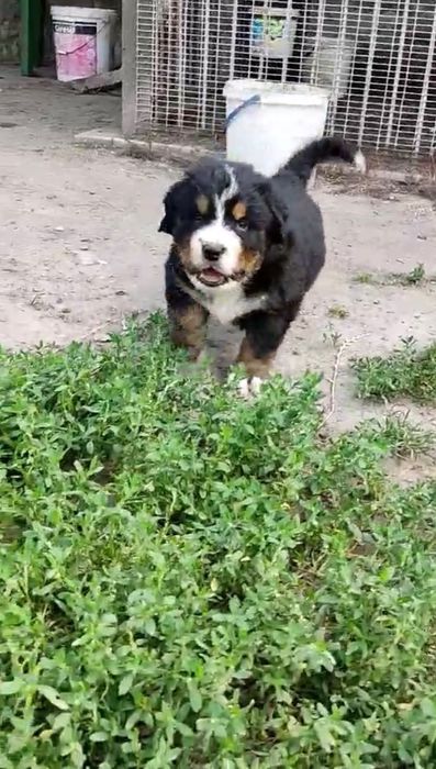 Продаються песенятка породи бернського зенненхунда, роджені 4 липня,