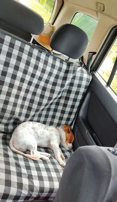 Bobi de raça pequena para novos donos