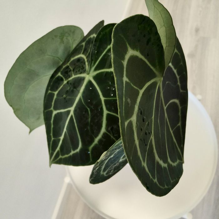 Antúrio clarinervium// planta interior