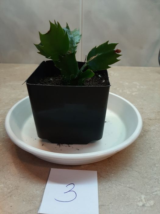 Grudnik roślina doniczkowa