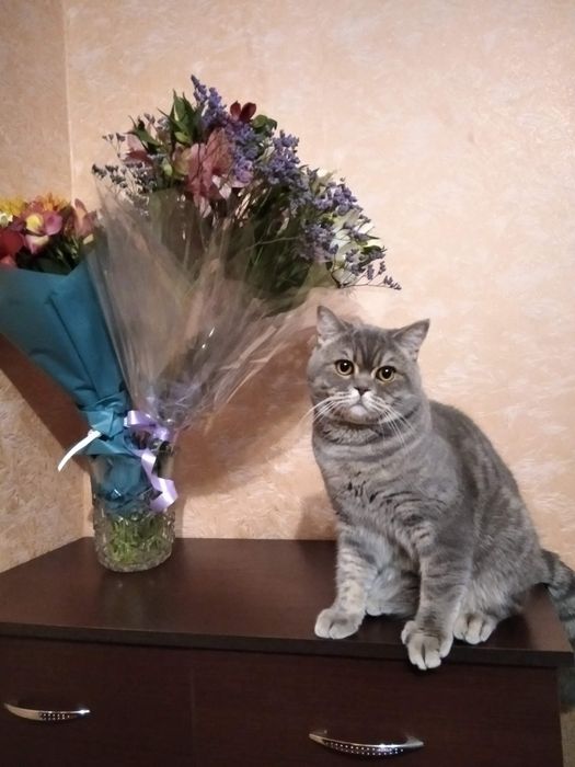 Продам кота шотланского