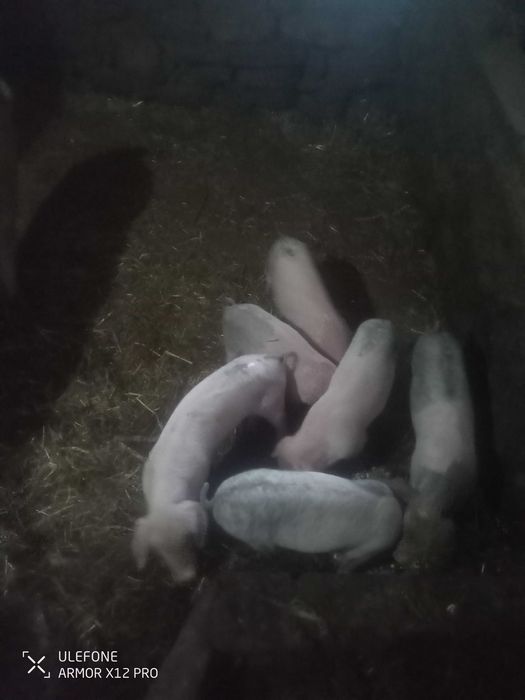 Vendo leitões bisaros