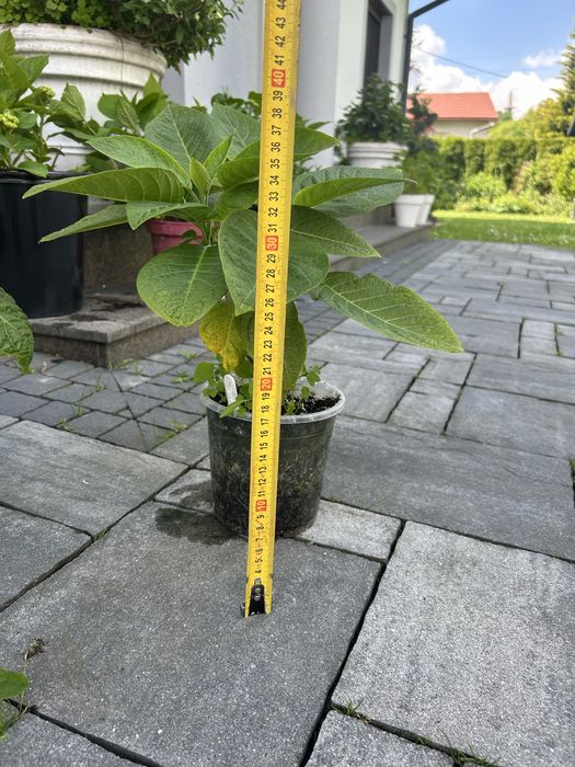 Brukmansja . Datura