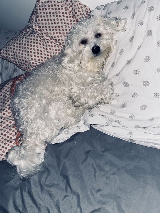 Bardzo Piękny  Maltipoo