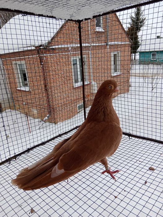 Gołębie zamojskie!!!