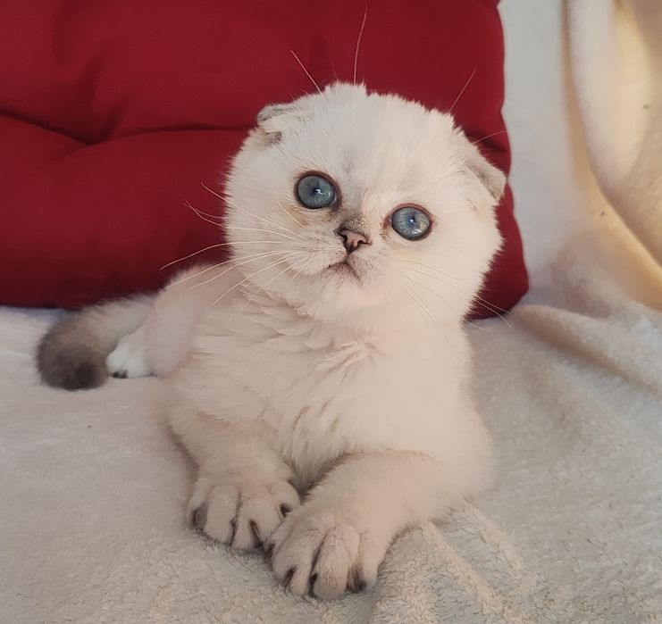 Шотландський висловухий хлопчик з розплідника