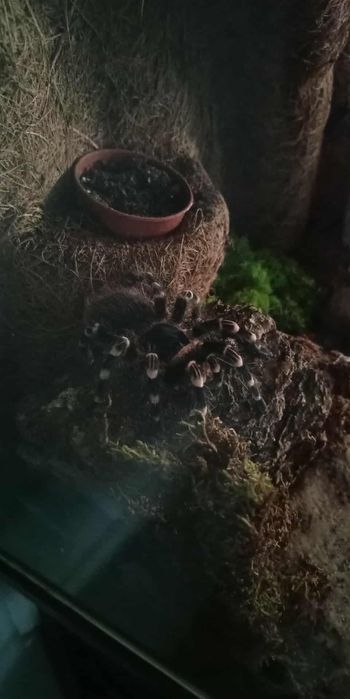 Duże terrarium z ptasznikiem biało kolanowym